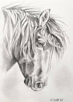 7x10” *Original* Horse Sketch #2